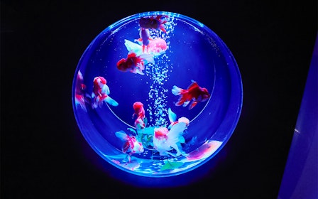 Art Aquarium Museum Ginza Tickets 