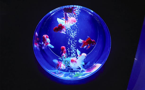Goldfish swimming in a round bowl with deep blue lighting.