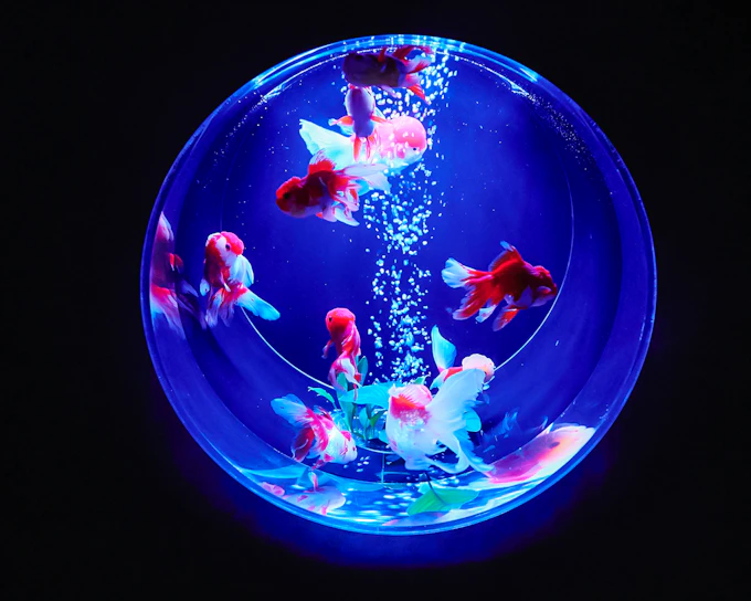 Art Aquarium Museum Ginza Tickets