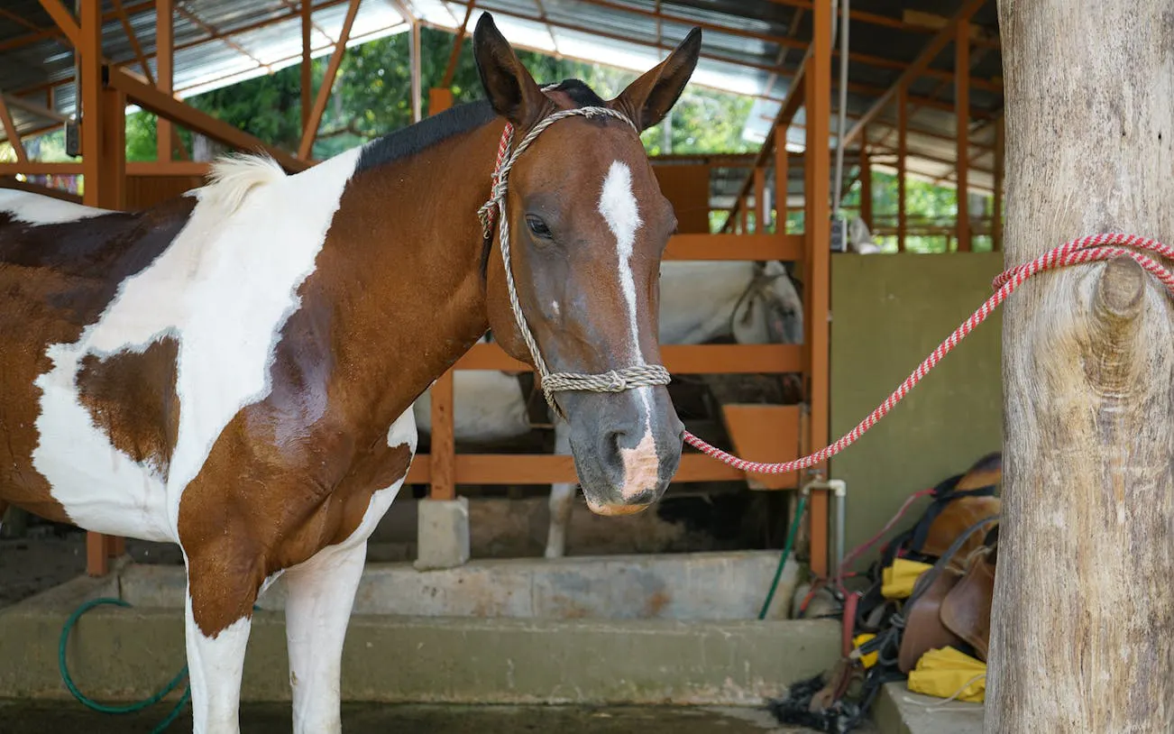 Horse tied in stable for jungle horseback riding tour, Manuel Antonio.