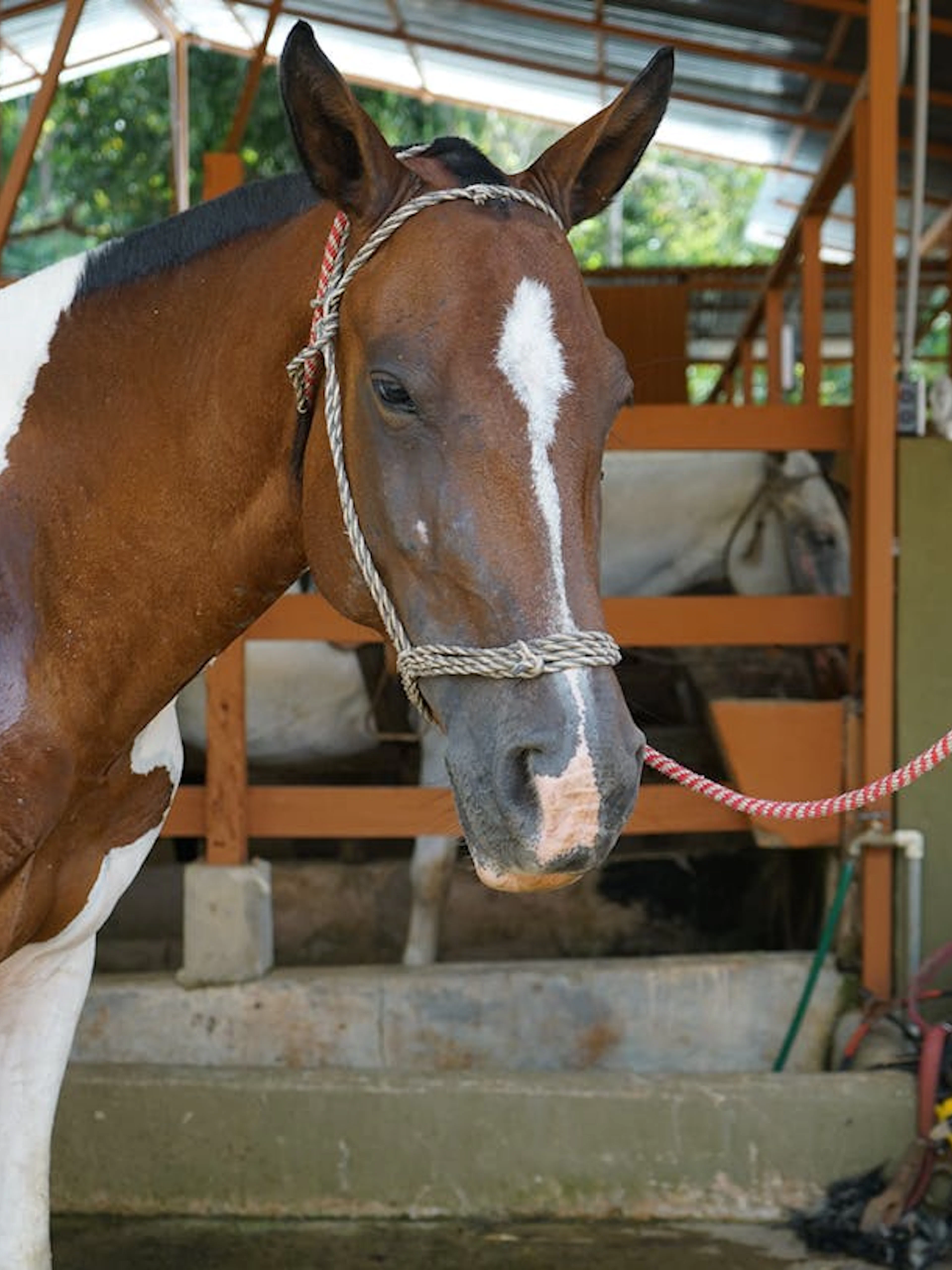 Horse tied in stable for jungle horseback riding tour, Manuel Antonio.