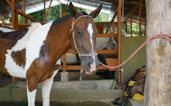 Horse tied in stable for jungle horseback riding tour, Manuel Antonio.