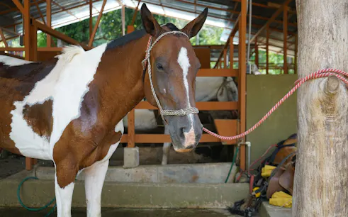 Horse tied in stable for jungle horseback riding tour, Manuel Antonio.