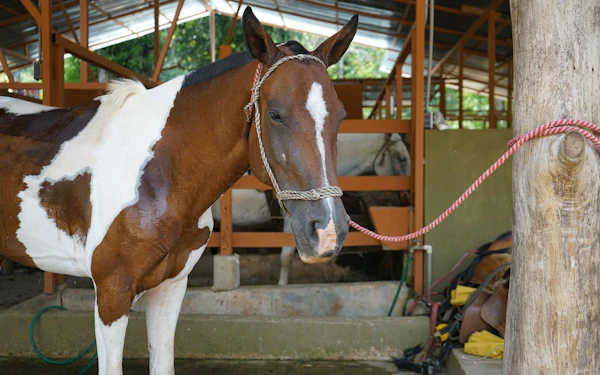 From Manuel Antonio/Quepos: Jungle Horseback Riding Tour with Waterfall Swim, Meal & Hotel Transfers