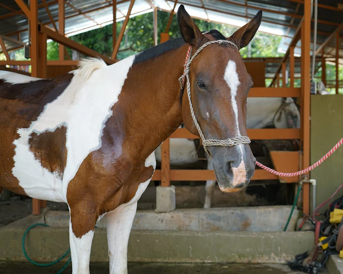 Horseback Riding Tour through the Jungle from Manuel Antonio (Product 53557)