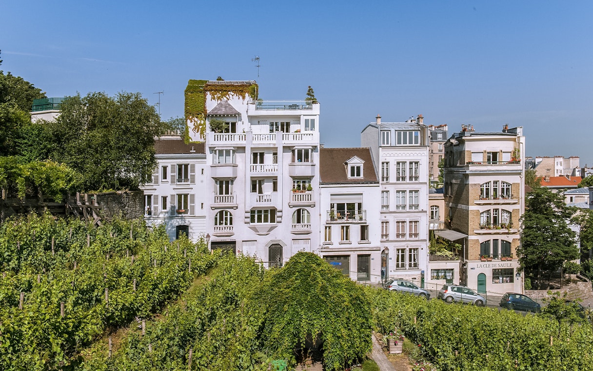 Vineyard in Montmartre with historic buildings in the background, Paris.