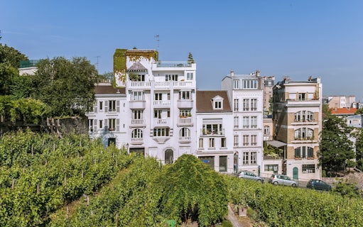 Vineyard in Montmartre with historic buildings in the background, Paris.