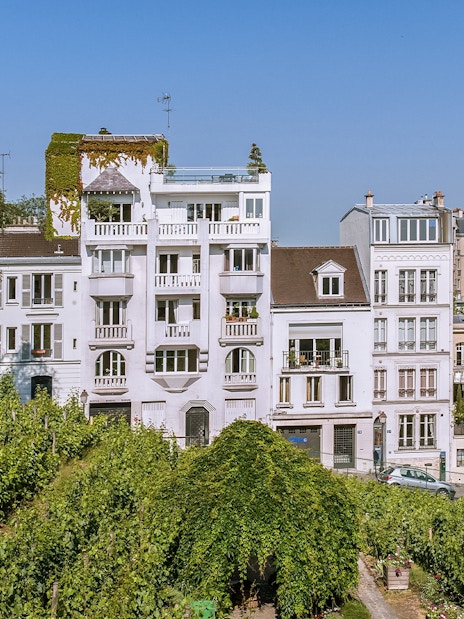 Vineyard in Montmartre with historic buildings in the background, Paris.