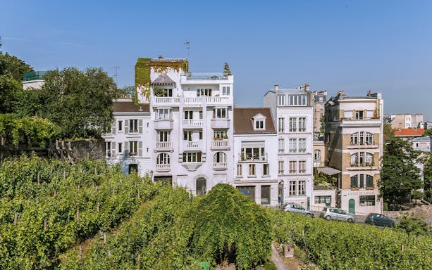 Vineyard in Montmartre with historic buildings in the background, Paris.