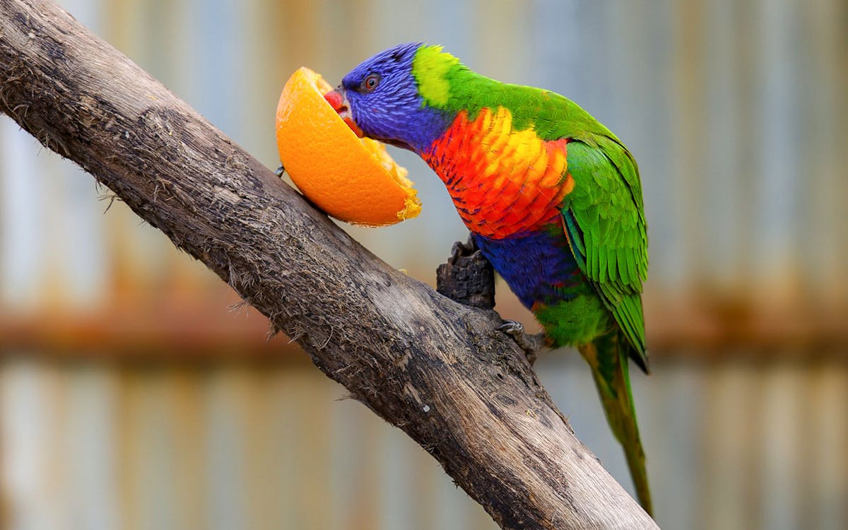 tickets to hunter valley wildlife park-6 tickets to hunter valley wildlife park-6