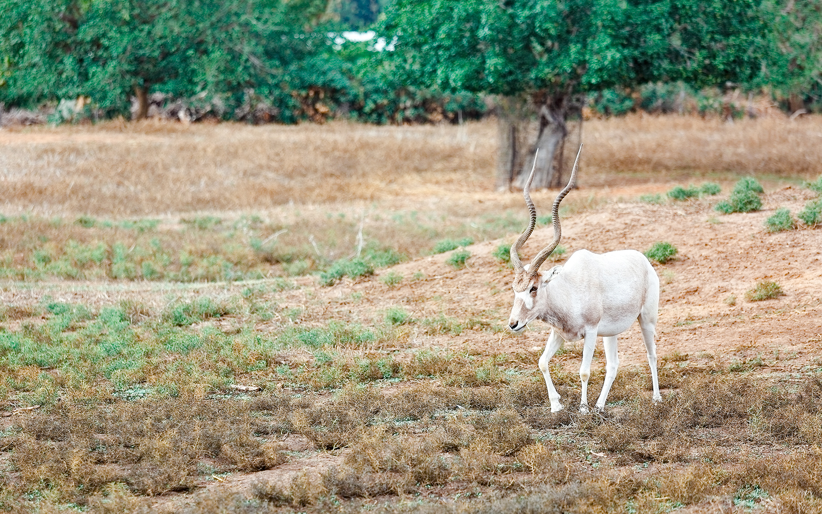 Addax antelope in natural habitat at Bioparc Valencia.