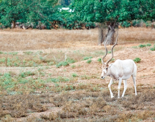 Addax antelope in natural habitat at Bioparc Valencia.