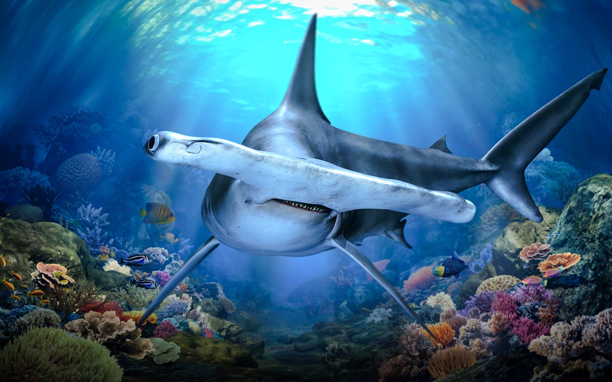 Hammerhead shark swimming in Singapore Oceanarium coral reef exhibit.