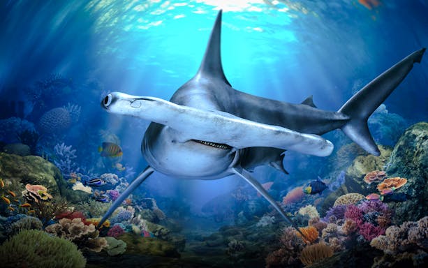 Hammerhead shark swimming in Singapore Oceanarium coral reef exhibit.