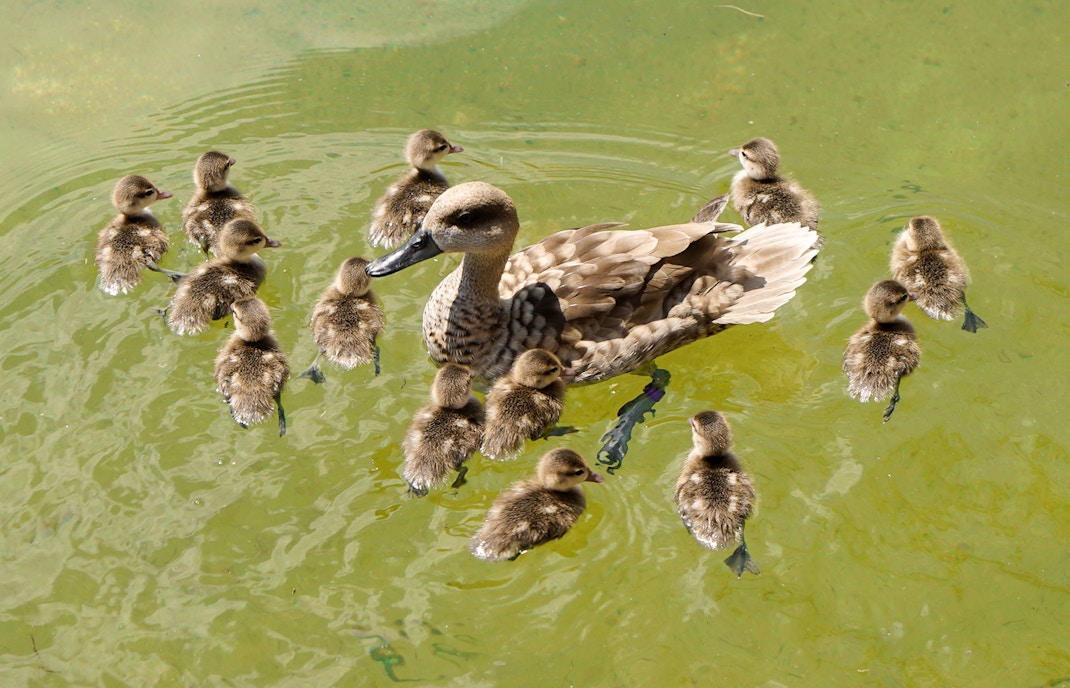 Oceanografic Valencia Wetlands