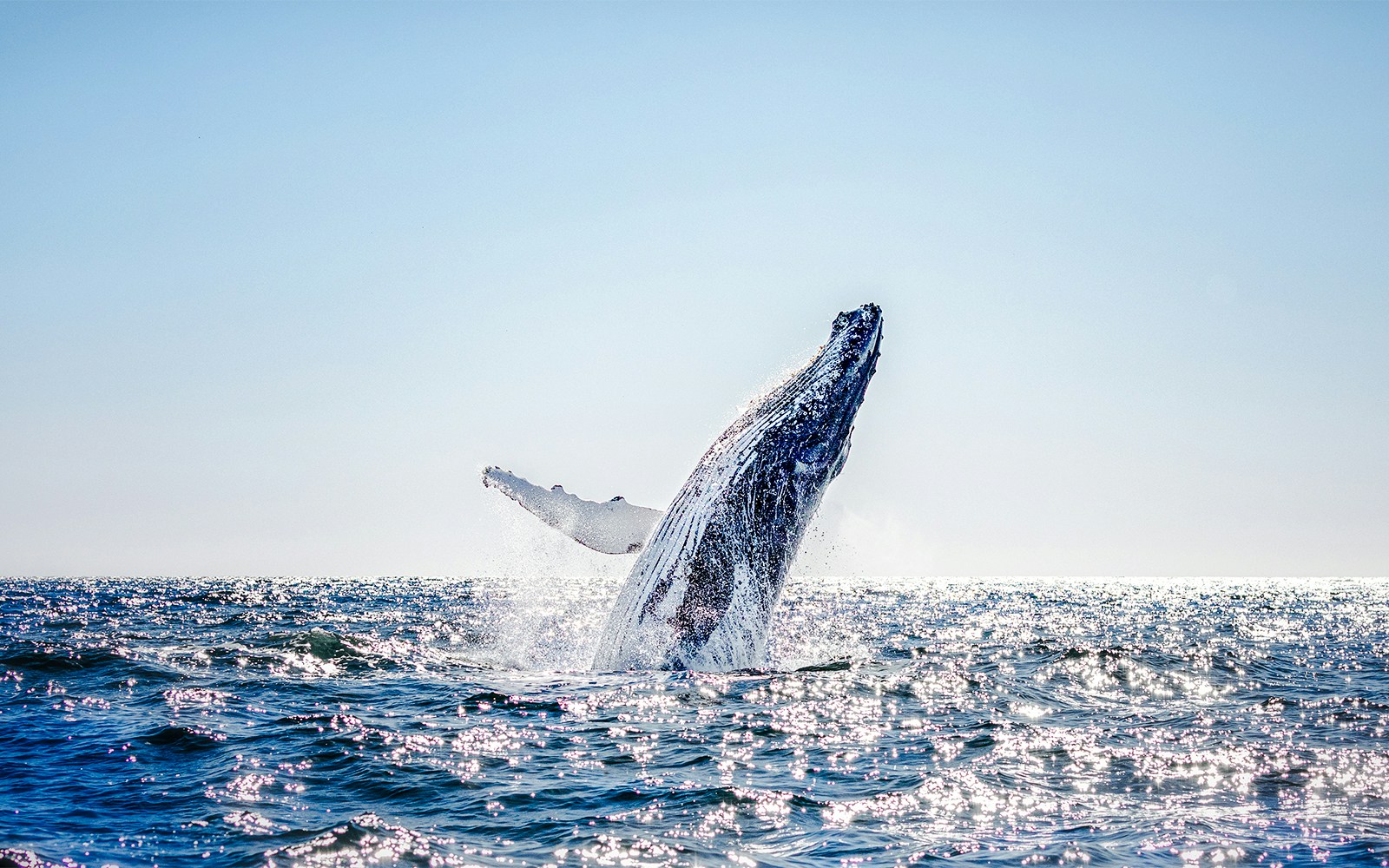 Humpback whale breaching ocean waters under clear sky.