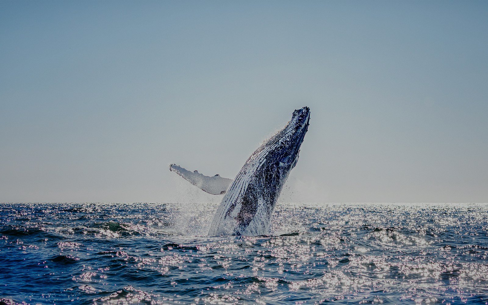 Humpback whale breaching in the ocean near a tour boat, showcasing marine wildlife in its natural habitat.