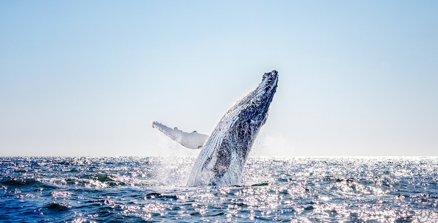 Humpback whale breaching in the ocean near a tour boat, showcasing marine wildlife experience.