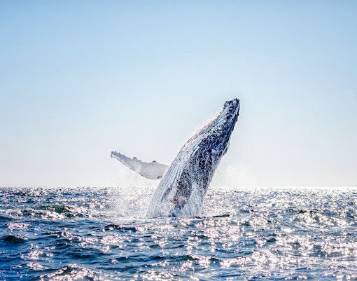 Humpback whale breaching ocean waters under clear sky.