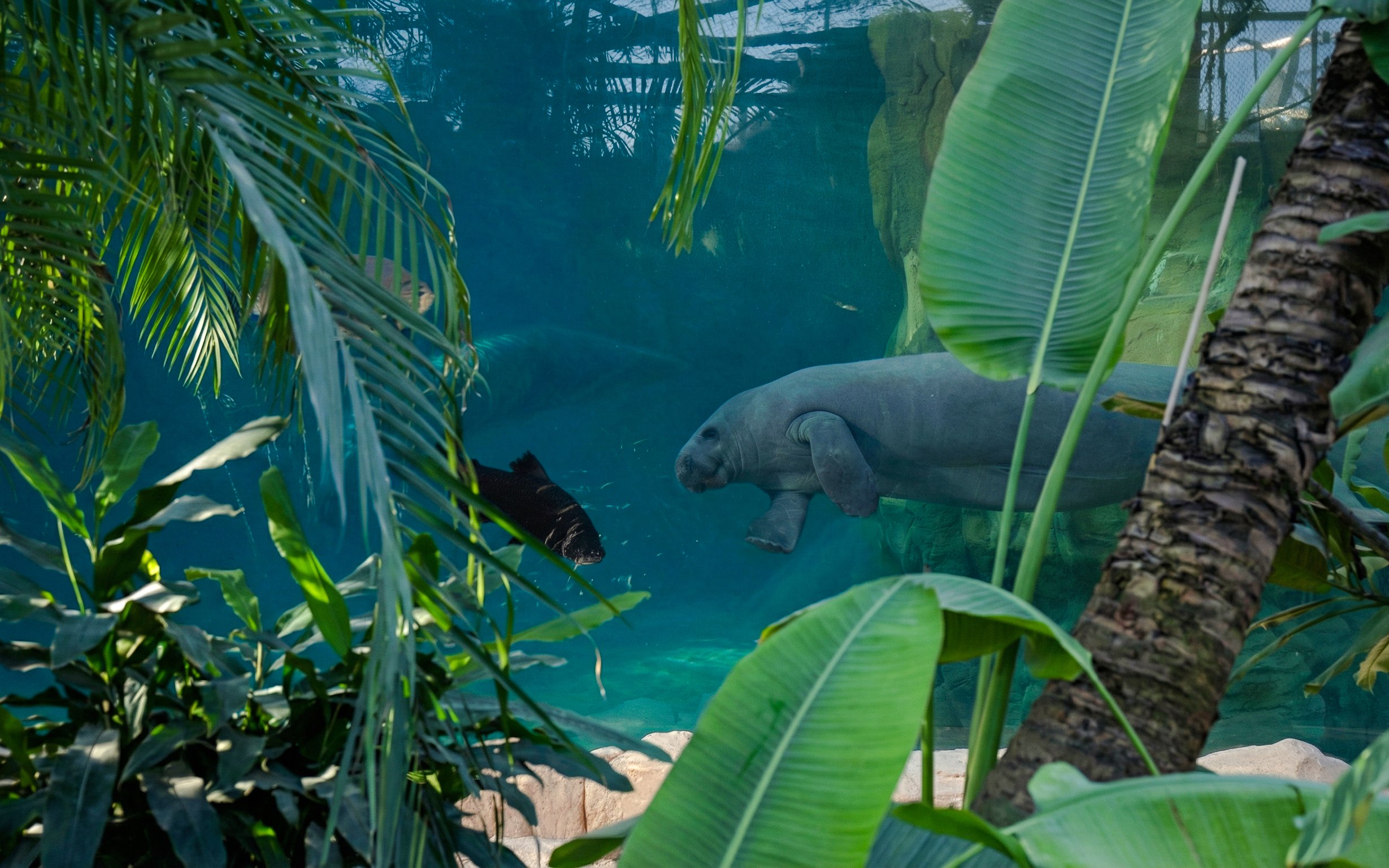 Manatee swimming in an aquarium at Zooparc de Beauval, Loire Valley, France.