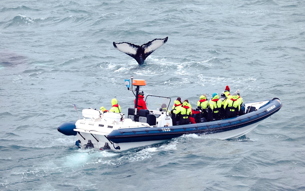 Guests on RIB speedboat watching whale tail in ocean.