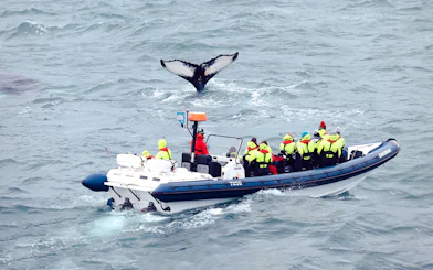 Guests on RIB speedboat watching whale tail in ocean.