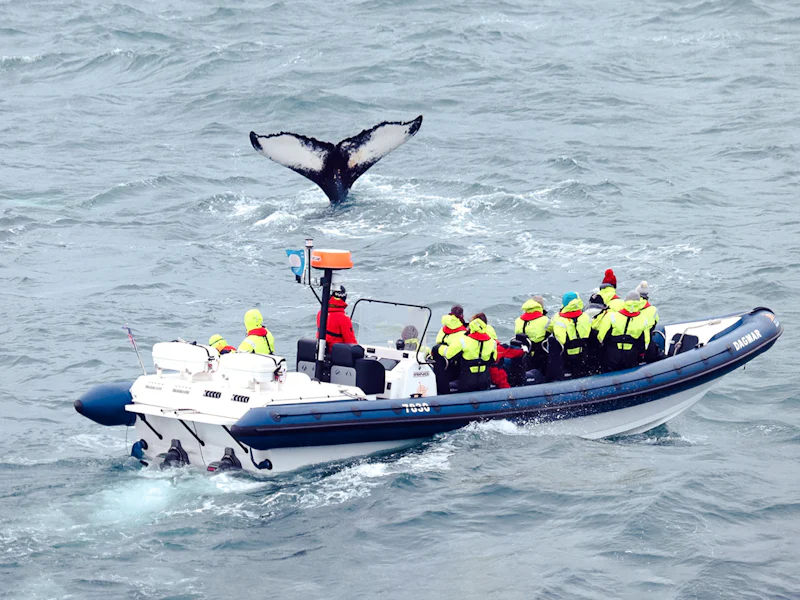 From Reykjavik Whale Watching Tour On RIB Speedboat - Reykjavík