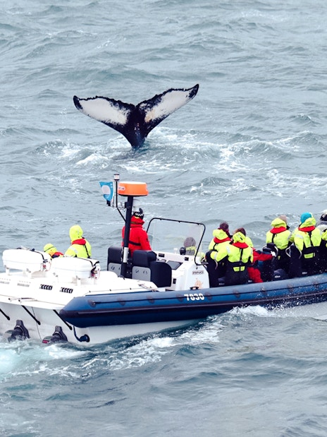 Guests on RIB speedboat watching whale tail in ocean.