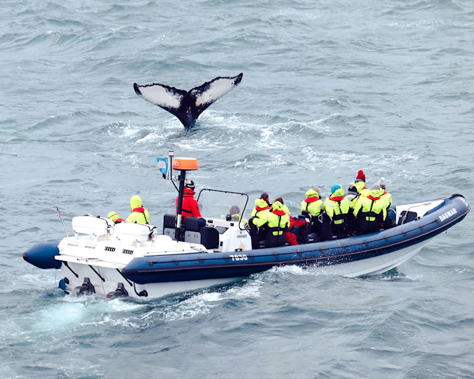 Reykjavik: Whale Watching Tour on an RIB Speedboat