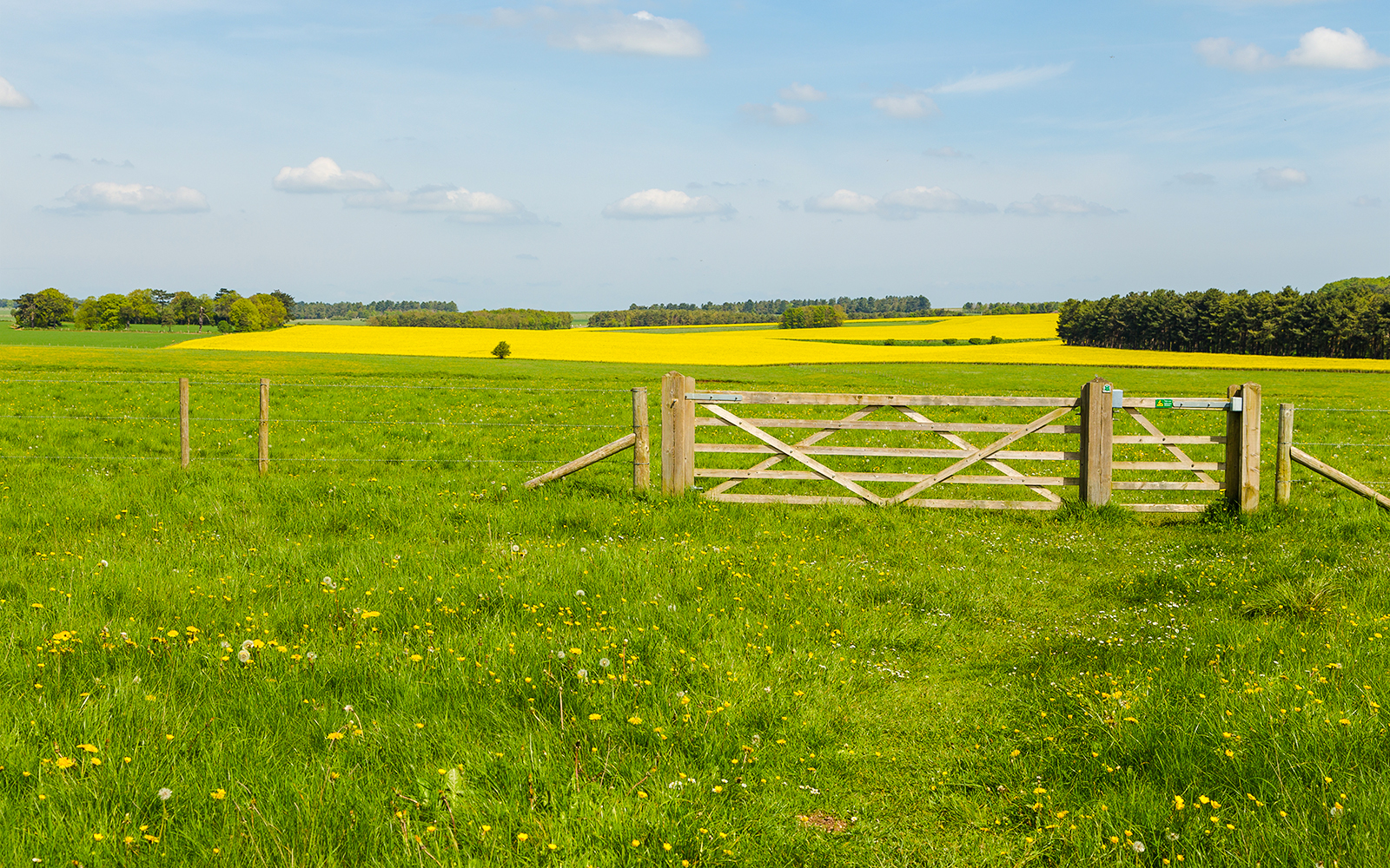 Pastoral landscape with wooden gate and yellow fields near Amesbury.