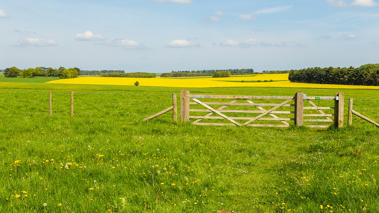Pastoral landscape with wooden gate and yellow fields near Amesbury.
