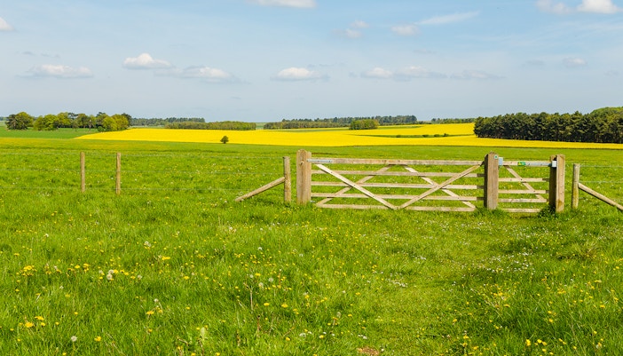 Pastoral landscape with wooden gate and yellow fields near Amesbury.