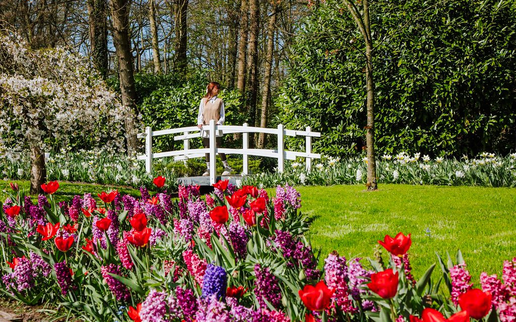 Visitors at Keukenhof Gardens, Amsterdam, walking near vibrant tulip beds and a white bridge.