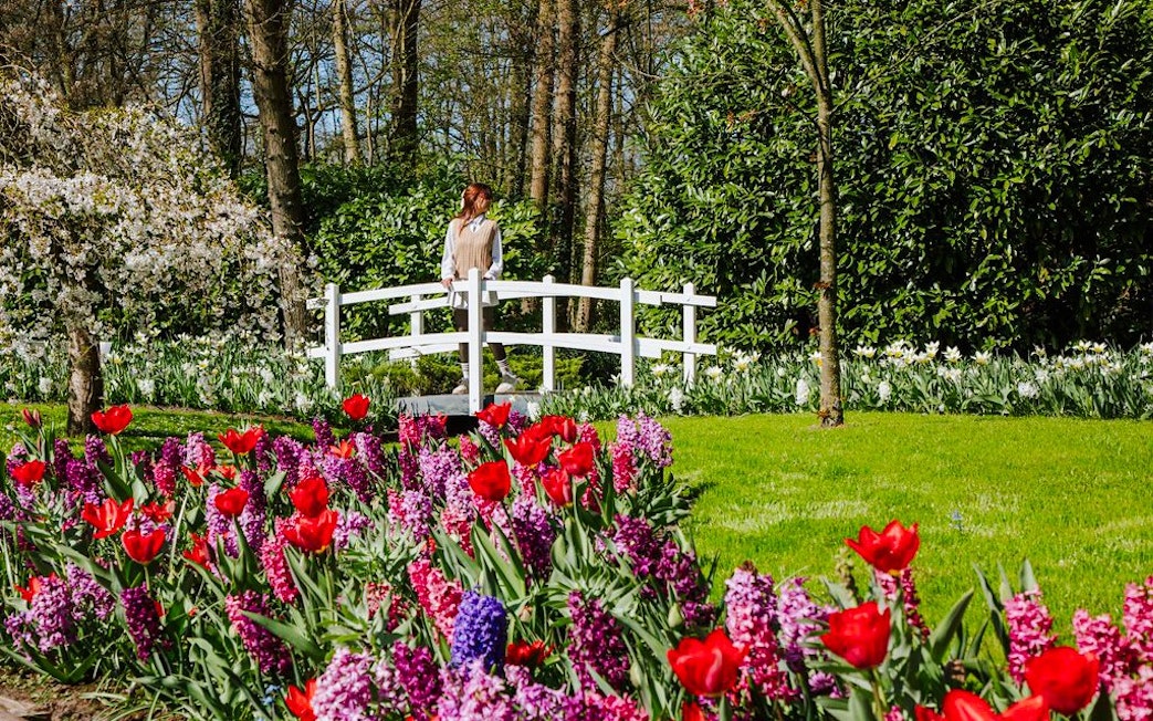 Visitors at Keukenhof Gardens, Amsterdam, walking near vibrant tulip beds and a white bridge.