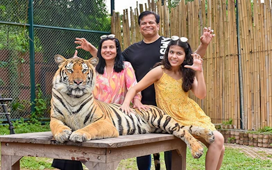 Family petting a tiger on a table at Tiger Kingdom experience.