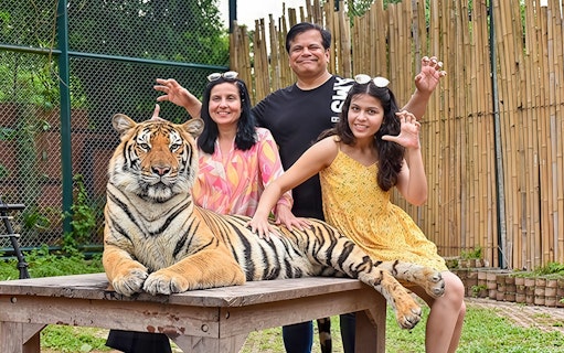 Family petting a tiger on a table at Tiger Kingdom experience.