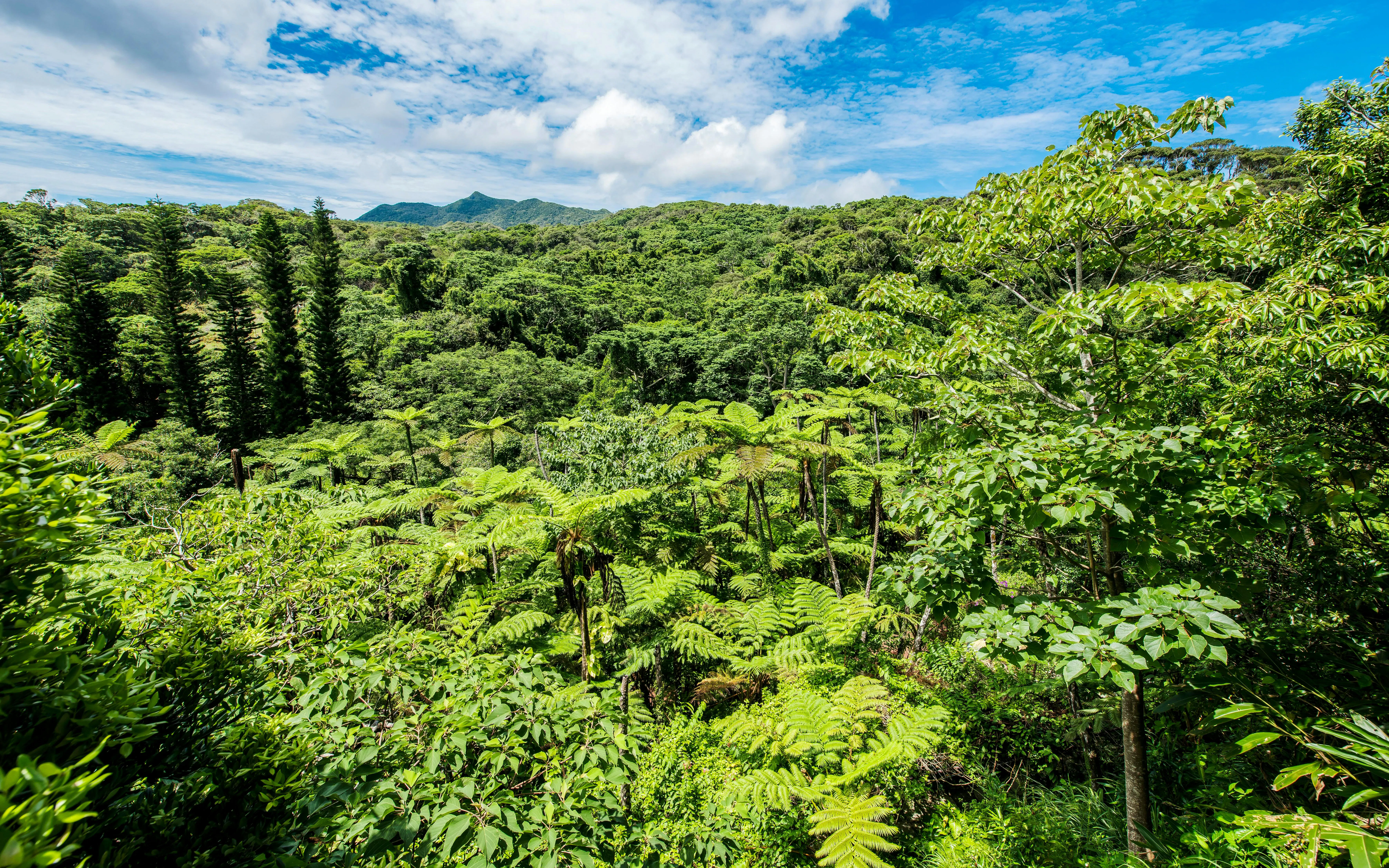 Yanbaru Subtropical Forest lush greenery at Okashigoten Nago Dino Park, Okinawa.