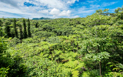 Yanbaru Subtropical Forest lush greenery at Okashigoten Nago Dino Park, Okinawa.