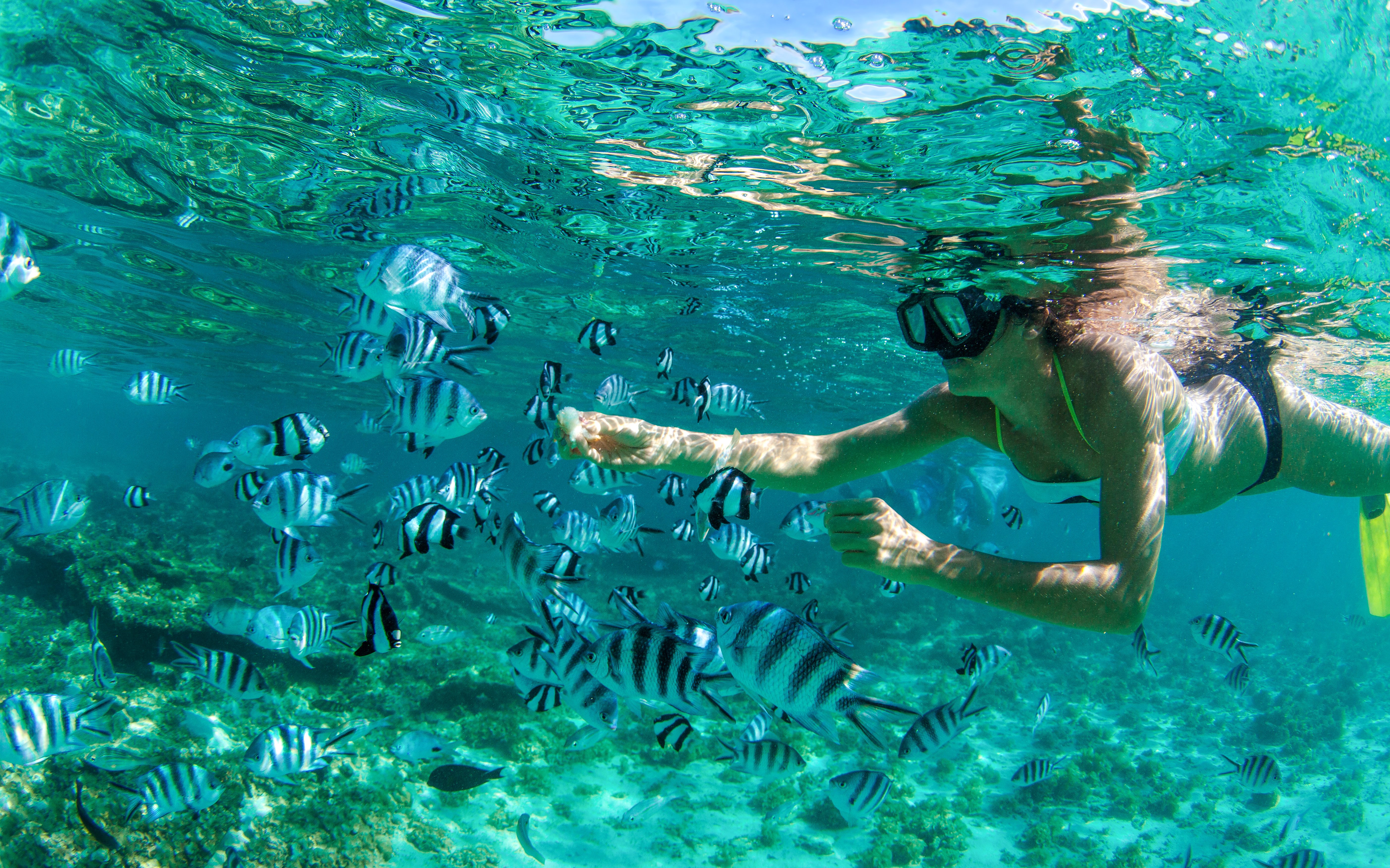 Snorkeler observing striped fish in clear waters of Mauritius.