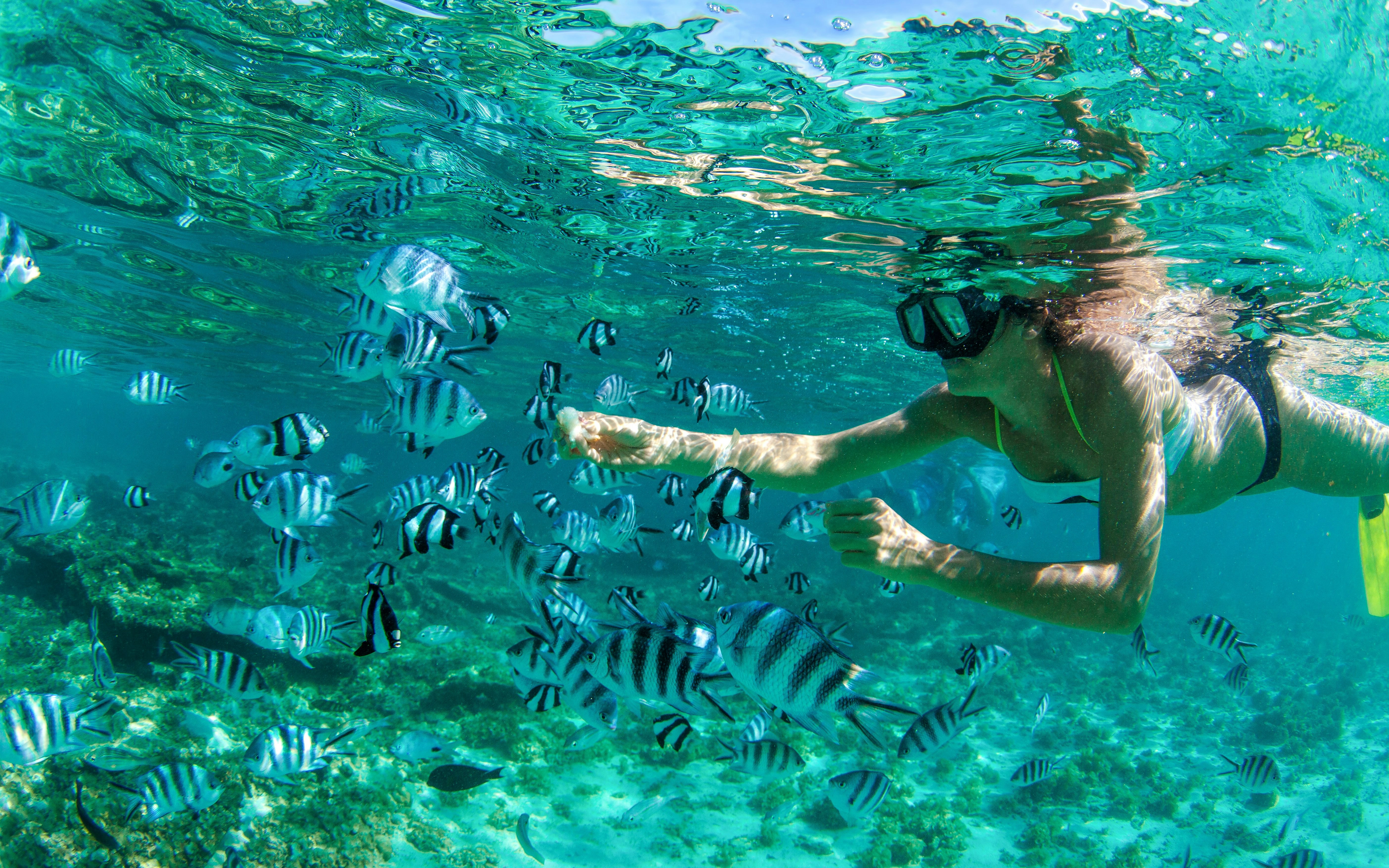 Snorkeler observing striped fish in clear waters of Mauritius.
