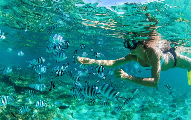 Snorkeler observing striped fish in clear waters of Mauritius.