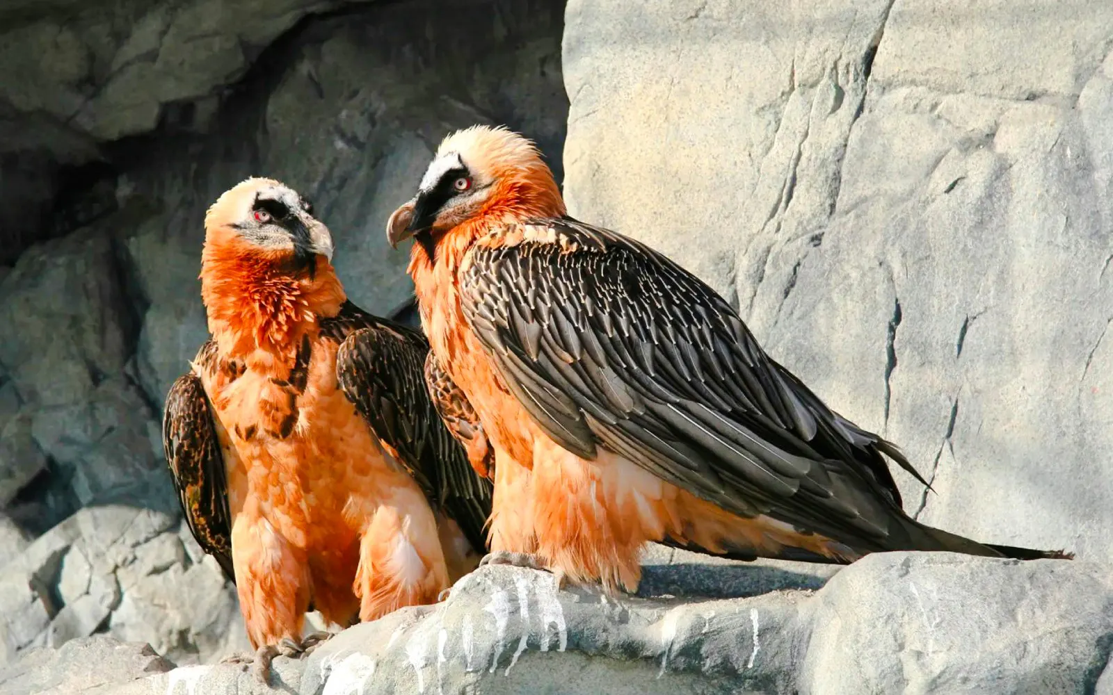 Bearded vultures perched on rocks inside Alpenzoo Innsbruck.