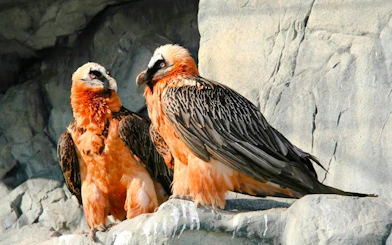 Bearded vultures perched on rocks inside Alpenzoo Innsbruck.