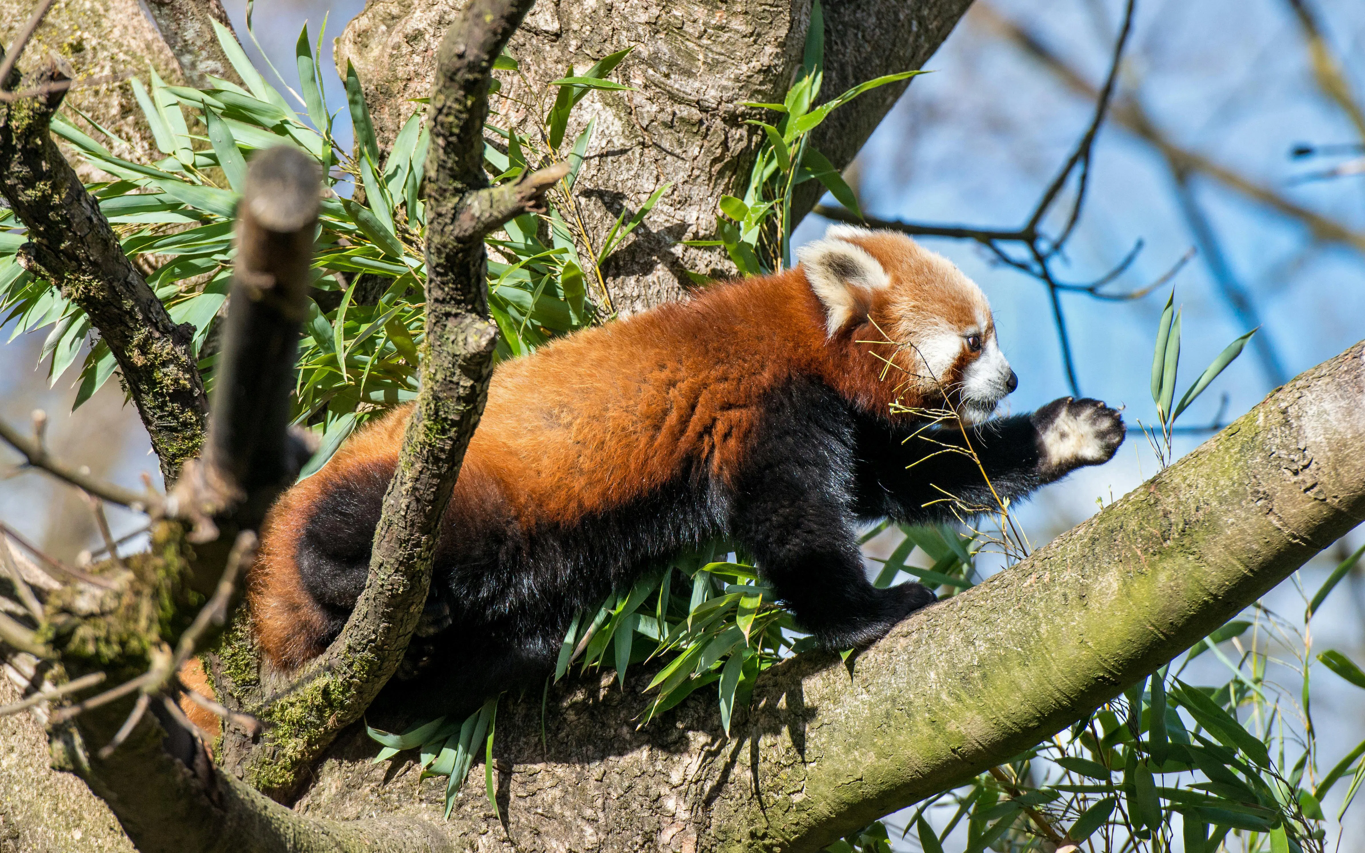 Red panda climbing a tree at Hellabrunn Zoo, Munich.