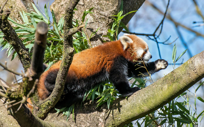 Red panda climbing a tree at Hellabrunn Zoo, Munich.