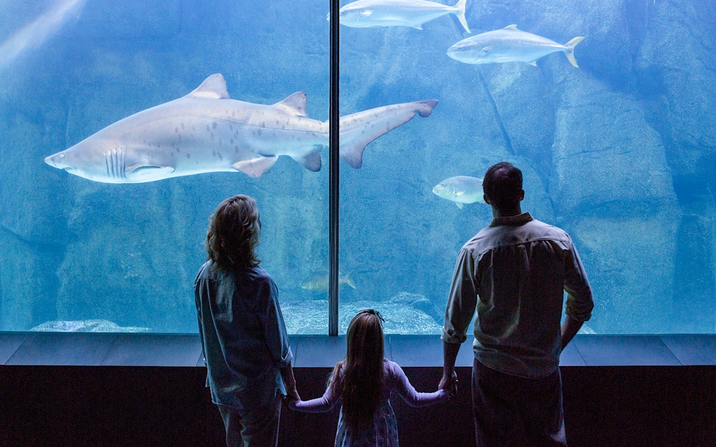Family watching sharks in the large tank at Seville Aquarium, Spain.