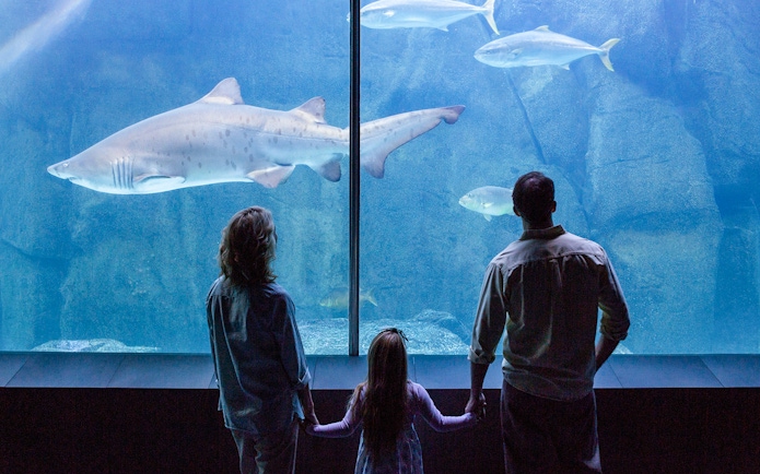 Family watching sharks in the large tank at Seville Aquarium, Spain.