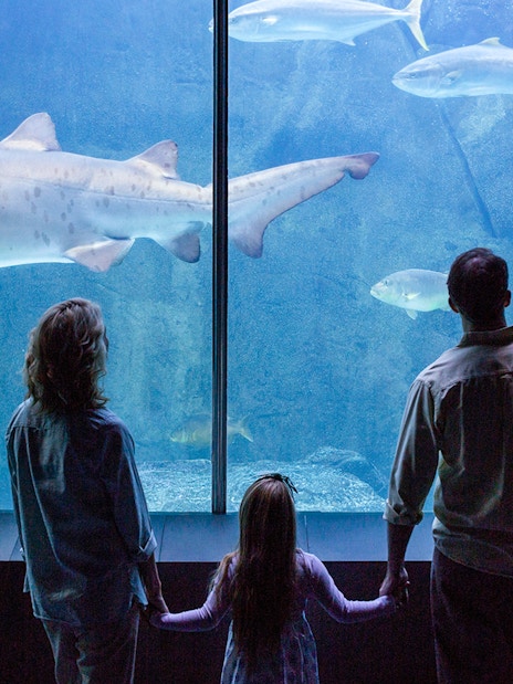 Family watching sharks in the large tank at Seville Aquarium, Spain.