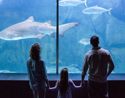 Oceanarium