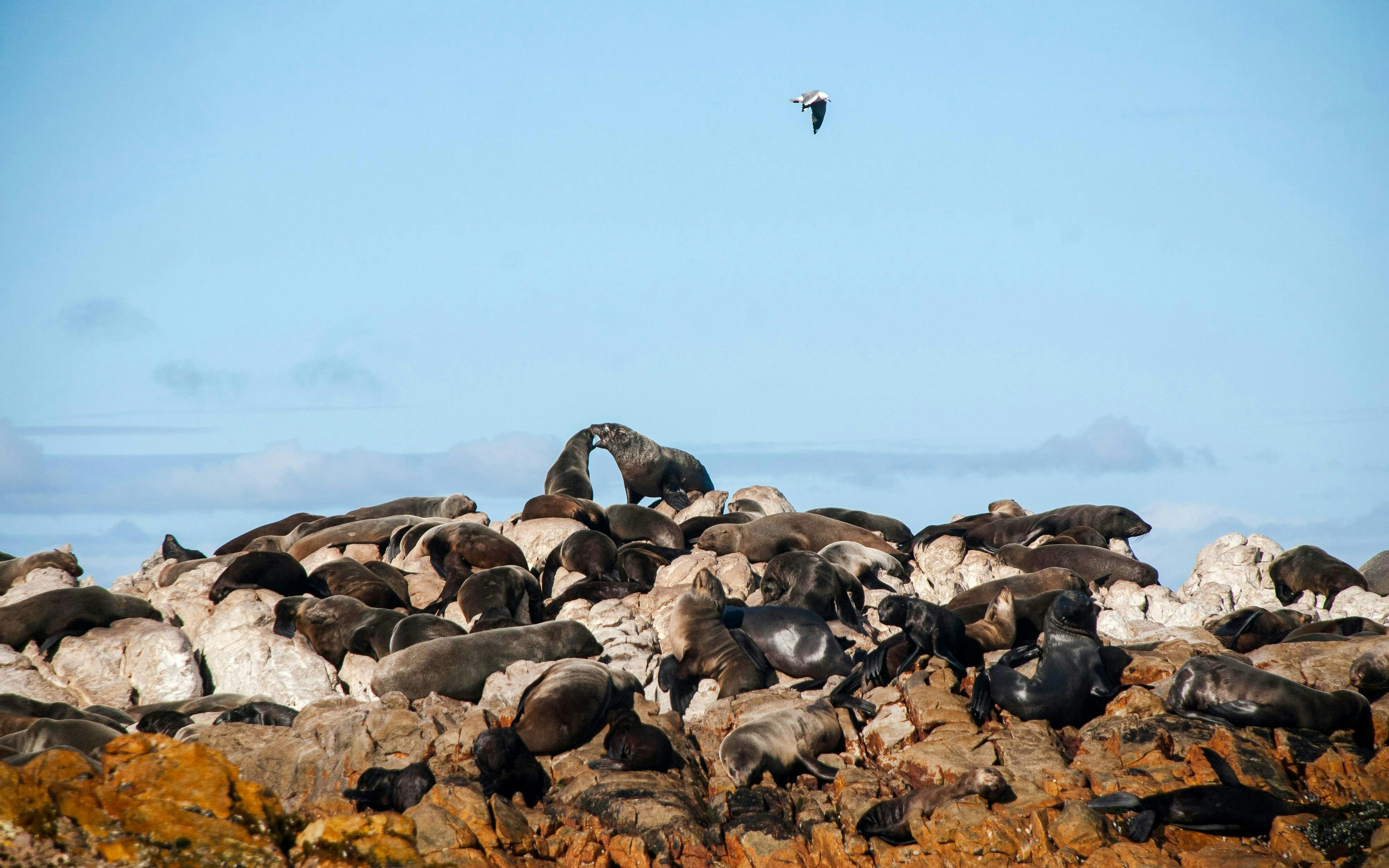 Cape fur seals resting on Geyser Rock under a clear sky.